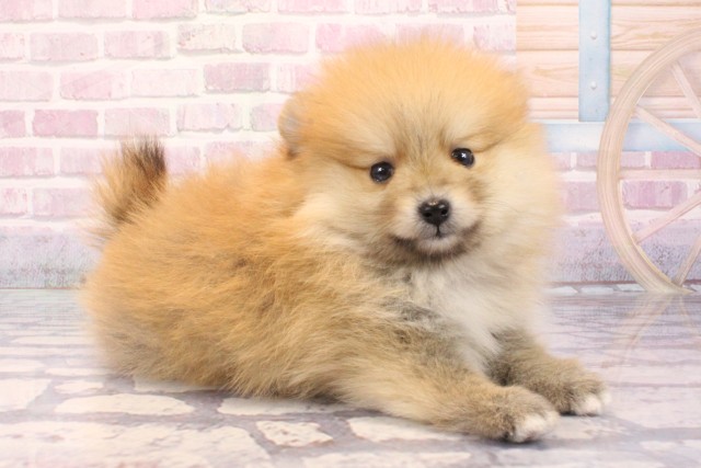 和歌山県のポメラニアン (Coo&RIKU和歌山店/2025年9月3日生まれ/男の子/オレンジ)の子犬の2枚目の画像