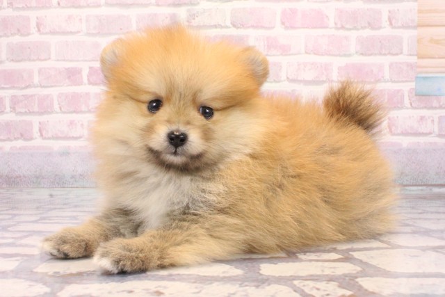 和歌山県のポメラニアン (Coo&RIKU和歌山店/2025年9月3日生まれ/男の子/オレンジ)の子犬の3枚目の画像