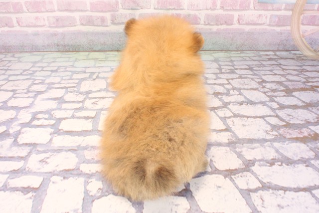 和歌山県のポメラニアン (Coo&RIKU和歌山店/2025年9月3日生まれ/男の子/オレンジ)の子犬の4枚目の画像