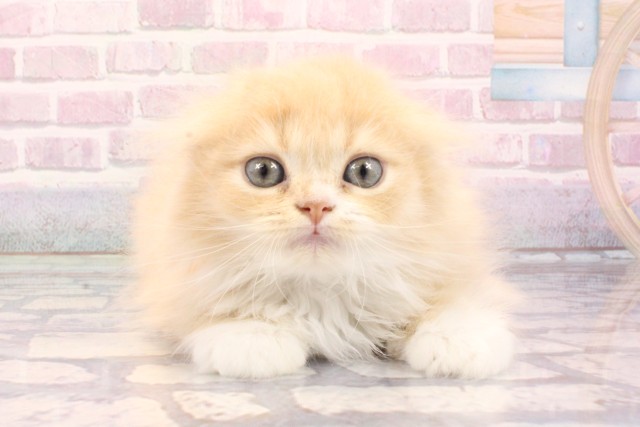 京都府のスコティッシュフォールド (Coo&RIKU京都河原町店/2025年8月30日生まれ/男の子/クリームホワイト)の子猫の1枚目の画像