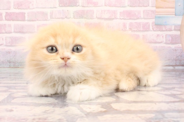 京都府のスコティッシュフォールド (Coo&RIKU京都河原町店/2025年8月30日生まれ/男の子/クリームホワイト)の子猫の3枚目の画像