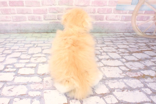 京都府のスコティッシュフォールド (Coo&RIKU京都河原町店/2025年8月30日生まれ/男の子/クリームホワイト)の子猫の4枚目の画像