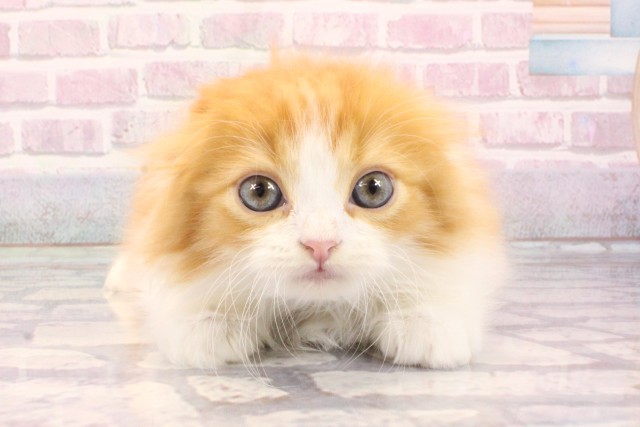 兵庫県のスコティッシュフォールド (Coo&RIKU姫路店/2025年8月31日生まれ/男の子/レッドホワイト)の子猫の1枚目の画像