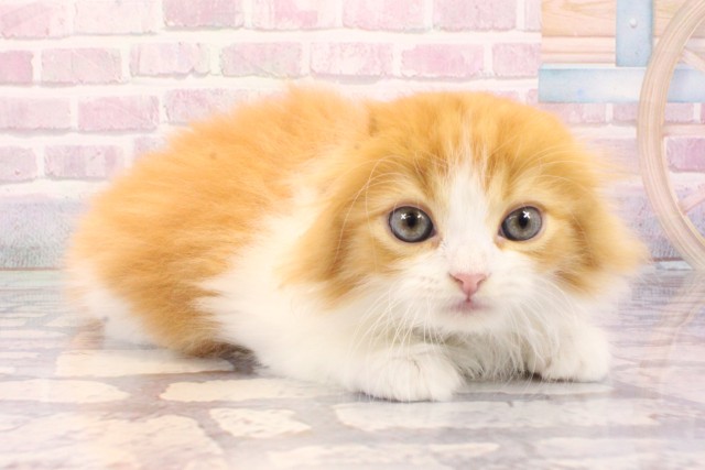 兵庫県のスコティッシュフォールド (Coo&RIKU姫路店/2025年8月31日生まれ/男の子/レッドホワイト)の子猫の2枚目の画像