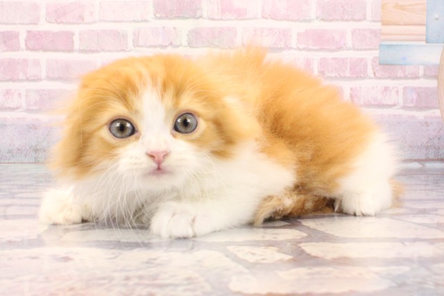 兵庫県のスコティッシュフォールド (Coo&RIKU姫路店/2025年8月31日生まれ/男の子/レッドホワイト)の子猫の3枚目の画像