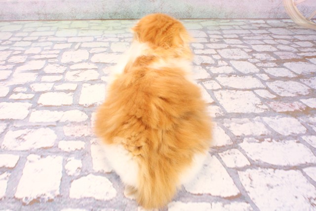 兵庫県のスコティッシュフォールド (Coo&RIKU姫路店/2025年8月31日生まれ/男の子/レッドホワイト)の子猫の4枚目の画像