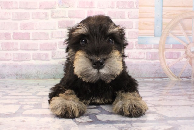 兵庫県のミニチュアシュナウザー (Coo&RIKU尼崎店/2025年8月29日生まれ/男の子/ブラックシルバー)の子犬の1枚目の画像