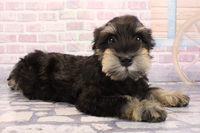 兵庫県のミニチュアシュナウザー (Coo&RIKU尼崎店/2025年8月29日生まれ/男の子/ブラックシルバー)の子犬の2枚目の画像