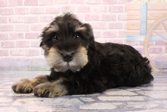 兵庫県のミニチュアシュナウザー (Coo&RIKU尼崎店/2025年8月29日生まれ/男の子/ブラックシルバー)の子犬の3枚目の画像