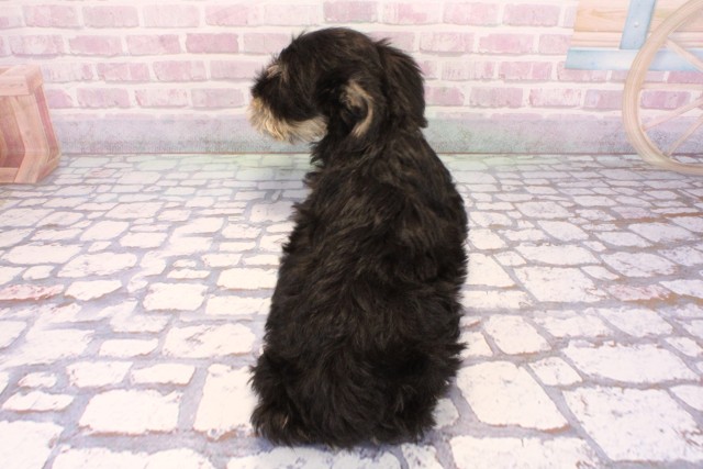 兵庫県のミニチュアシュナウザー (Coo&RIKU尼崎店/2025年8月29日生まれ/男の子/ブラックシルバー)の子犬の4枚目の画像