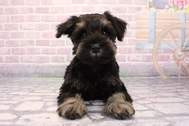 大阪府のミニチュアシュナウザー (Coo&RIKU松原店/2025年8月29日生まれ/男の子/ブラックシルバー)の子犬