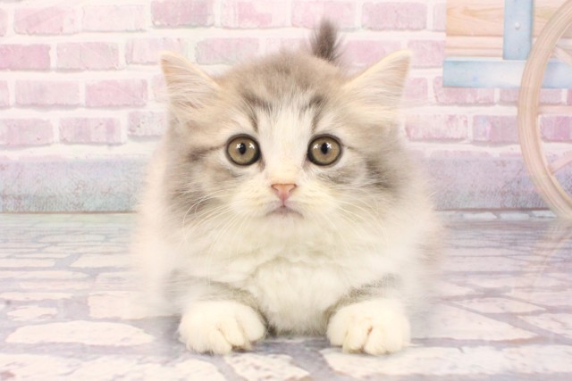 大阪府のラガマフィン (Coo&RIKU茶屋町店/2025年9月3日生まれ/男の子/ブルータビーホワイト)の子猫