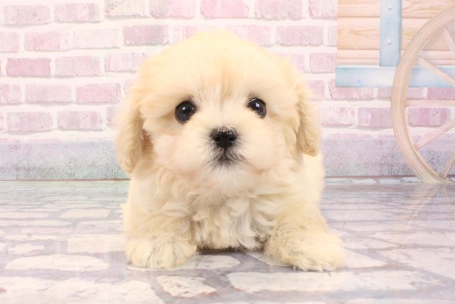 大阪府のペキプー(ペキニーズ×プードル) (Coo&RIKU天王寺店/2025年9月3日生まれ/女の子/クリーム)の子犬