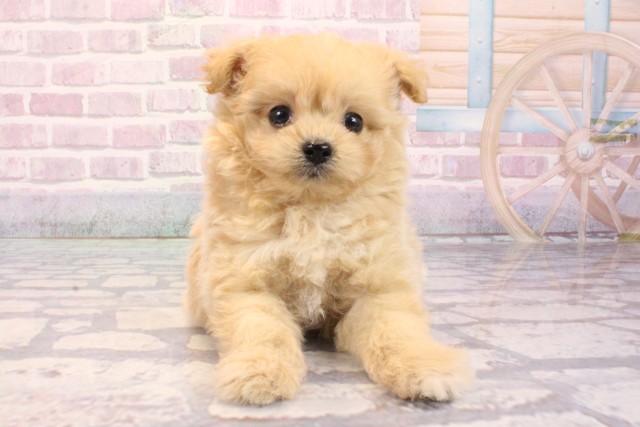 大阪府のポメプー(ポメラニアン×プードル) (Coo&RIKU天王寺店/2025年9月4日生まれ/女の子/クリーム)の子犬