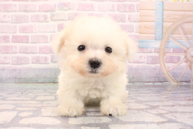 大阪府のビションフリーゼ (Coo&RIKU梅田店/2025年9月2日生まれ/男の子/ホワイト)の子犬