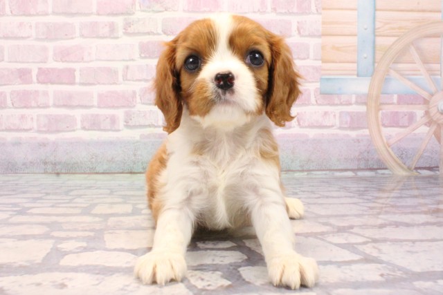 京都府のキャバリアキングチャールズスパニエル (Coo&RIKU京都河原町店/2025年8月26日生まれ/女の子/ブレンハイム)の子犬の1枚目の画像