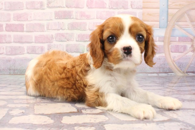 京都府のキャバリアキングチャールズスパニエル (Coo&RIKU京都河原町店/2025年8月26日生まれ/女の子/ブレンハイム)の子犬の2枚目の画像