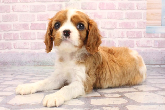 京都府のキャバリアキングチャールズスパニエル (Coo&RIKU京都河原町店/2025年8月26日生まれ/女の子/ブレンハイム)の子犬の3枚目の画像