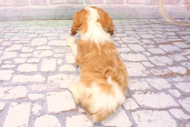 京都府のキャバリアキングチャールズスパニエル (Coo&RIKU京都河原町店/2025年8月26日生まれ/女の子/ブレンハイム)の子犬の4枚目の画像