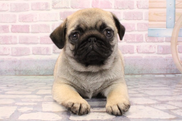 兵庫県のパグ (Coo&RIKU神戸東灘店/2025年9月4日生まれ/男の子/フォーン)の子犬の1枚目の画像