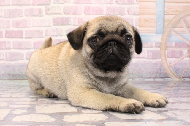 兵庫県のパグ (Coo&RIKU神戸東灘店/2025年9月4日生まれ/男の子/フォーン)の子犬の2枚目の画像