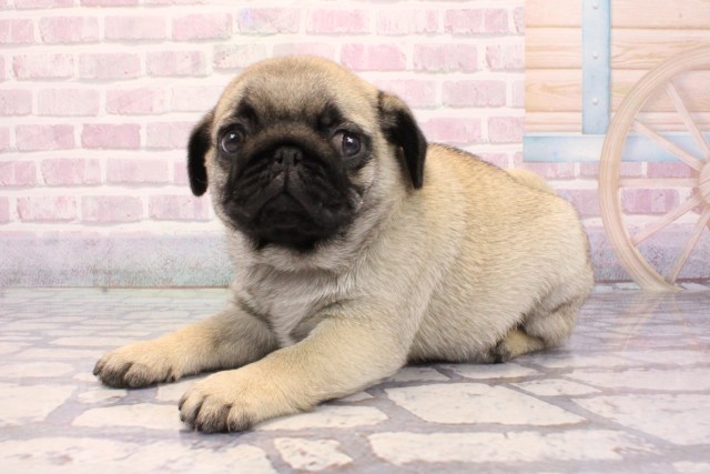 兵庫県のパグ (Coo&RIKU神戸東灘店/2025年9月4日生まれ/男の子/フォーン)の子犬の3枚目の画像