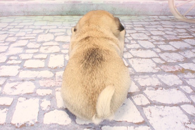 兵庫県のパグ (Coo&RIKU神戸東灘店/2025年9月4日生まれ/男の子/フォーン)の子犬の4枚目の画像