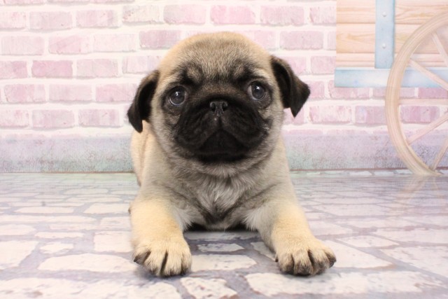 大阪府のパグ (Coo&RIKU高槻店/2025年9月4日生まれ/女の子/フォーン)の子犬