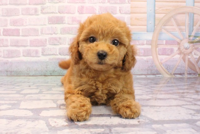 京都府のトイプードル(トイ) (Coo&RIKU京都河原町店/2025年9月4日生まれ/女の子/オレンジフォーン)の子犬の1枚目の画像