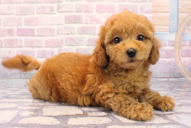 京都府のトイプードル(トイ) (Coo&RIKU京都河原町店/2025年9月4日生まれ/女の子/オレンジフォーン)の子犬の2枚目の画像