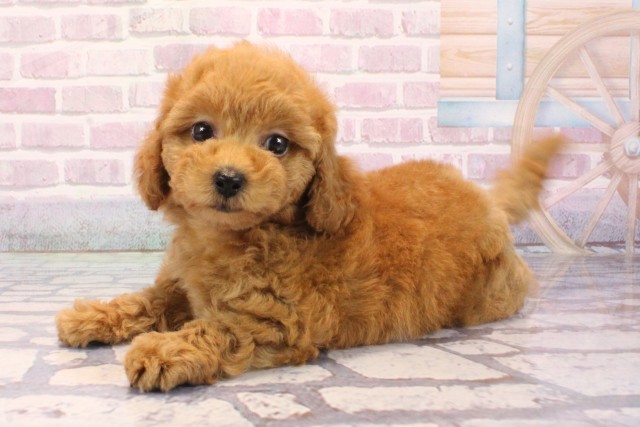 京都府のトイプードル(トイ) (Coo&RIKU京都河原町店/2025年9月4日生まれ/女の子/オレンジフォーン)の子犬の3枚目の画像