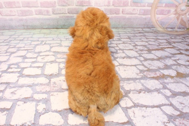 京都府のトイプードル(トイ) (Coo&RIKU京都河原町店/2025年9月4日生まれ/女の子/オレンジフォーン)の子犬の4枚目の画像