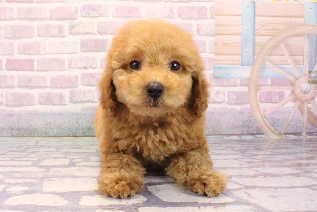 和歌山県のトイプードル(トイ) (Coo&RIKU和歌山店/2025年9月4日生まれ/男の子/オレンジフォーン)の子犬の1枚目の画像
