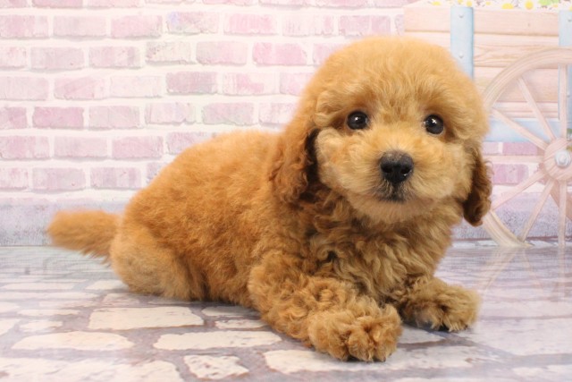 和歌山県のトイプードル(トイ) (Coo&RIKU和歌山店/2025年9月4日生まれ/男の子/オレンジフォーン)の子犬の2枚目の画像