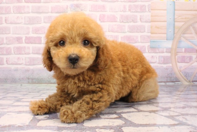 和歌山県のトイプードル(トイ) (Coo&RIKU和歌山店/2025年9月4日生まれ/男の子/オレンジフォーン)の子犬の3枚目の画像