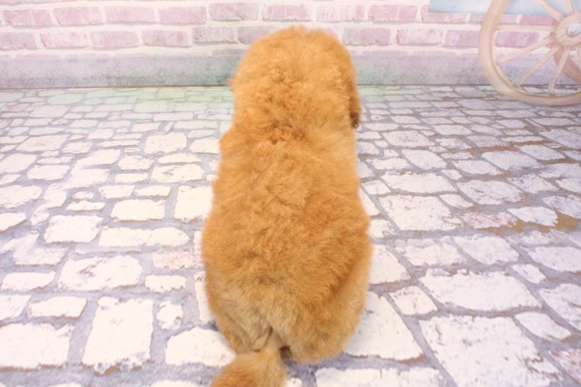 和歌山県のトイプードル(トイ) (Coo&RIKU和歌山店/2025年9月4日生まれ/男の子/オレンジフォーン)の子犬の4枚目の画像