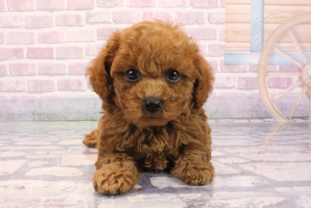 大阪府のトイプードル(トイ) (Coo&RIKU茶屋町店/2025年9月4日生まれ/男の子/レッドフォーン)の子犬