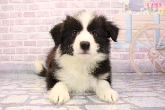 ボーダーコリー