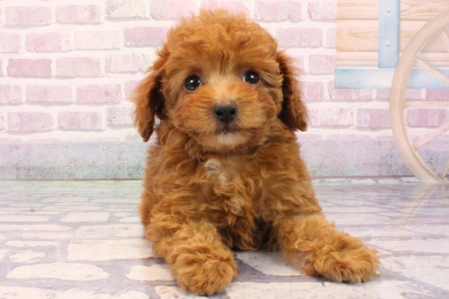 京都府のトイプードル(トイ) (Coo&RIKU京都店/2025年9月2日生まれ/女の子/レッドフォーン)の子犬の1枚目の画像