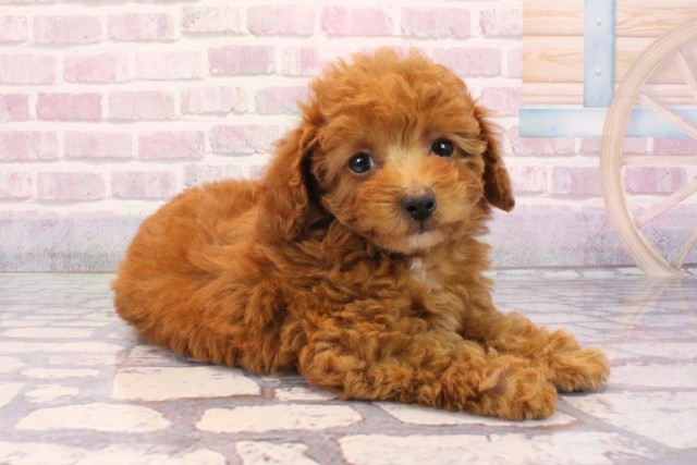 京都府のトイプードル(トイ) (Coo&RIKU京都店/2025年9月2日生まれ/女の子/レッドフォーン)の子犬の2枚目の画像