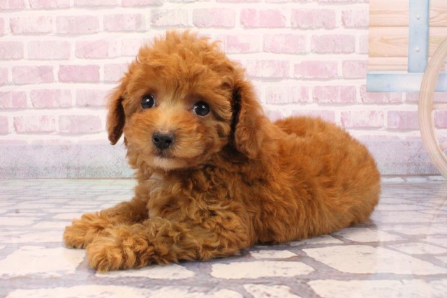 京都府のトイプードル(トイ) (Coo&RIKU京都店/2025年9月2日生まれ/女の子/レッドフォーン)の子犬の3枚目の画像