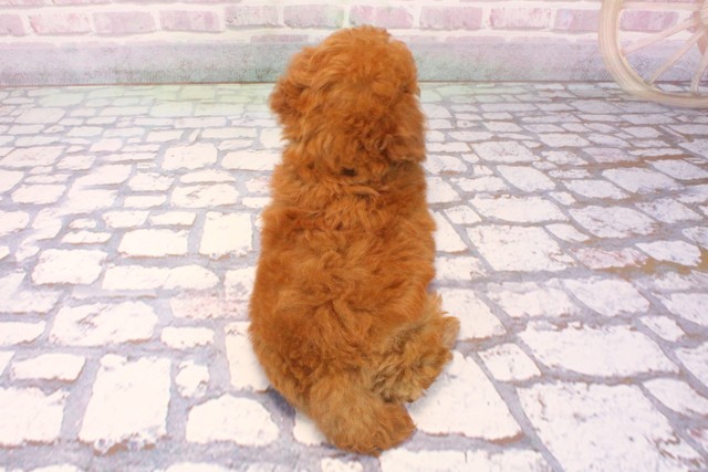 京都府のトイプードル(トイ) (Coo&RIKU京都店/2025年9月2日生まれ/女の子/レッドフォーン)の子犬の4枚目の画像