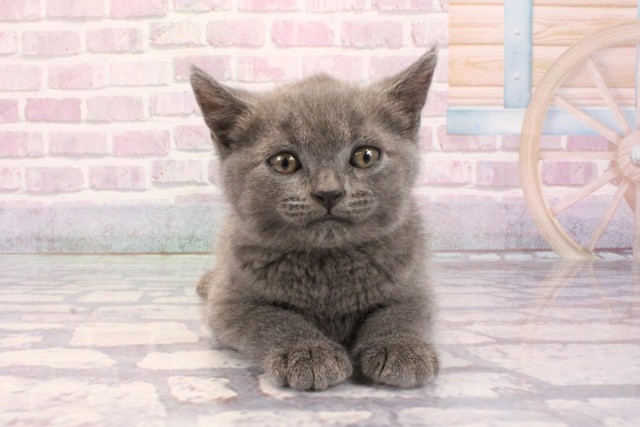 奈良県のブリティッシュショートヘアー (Coo&RIKU奈良富雄南店/2025年9月2日生まれ/男の子/ブルー)の子猫の1枚目の画像