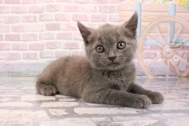 奈良県のブリティッシュショートヘアー (Coo&RIKU奈良富雄南店/2025年9月2日生まれ/男の子/ブルー)の子猫の2枚目の画像