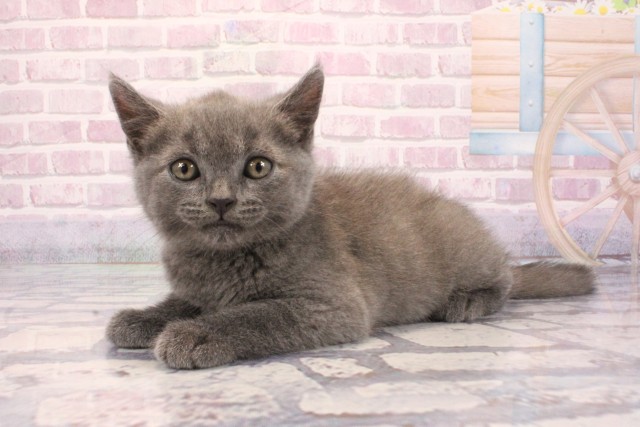 奈良県のブリティッシュショートヘアー (Coo&RIKU奈良富雄南店/2025年9月2日生まれ/男の子/ブルー)の子猫の3枚目の画像