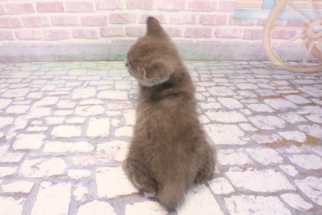 奈良県のブリティッシュショートヘアー (Coo&RIKU奈良富雄南店/2025年9月2日生まれ/男の子/ブルー)の子猫の4枚目の画像