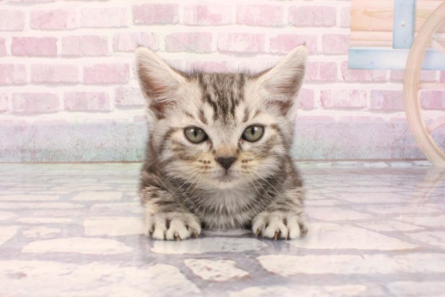 大阪府のアメリカンショートヘアー (Coo&RIKU梅田店/2025年9月3日生まれ/女の子/シルバータビー)の子猫