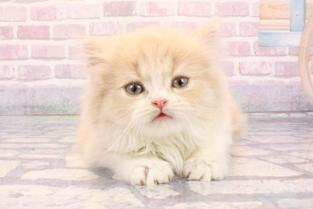 大阪府のスコティッシュフォールド (Coo&RIKU茶屋町店/2025年9月3日生まれ/女の子/クリームタビーホワイト)の子猫