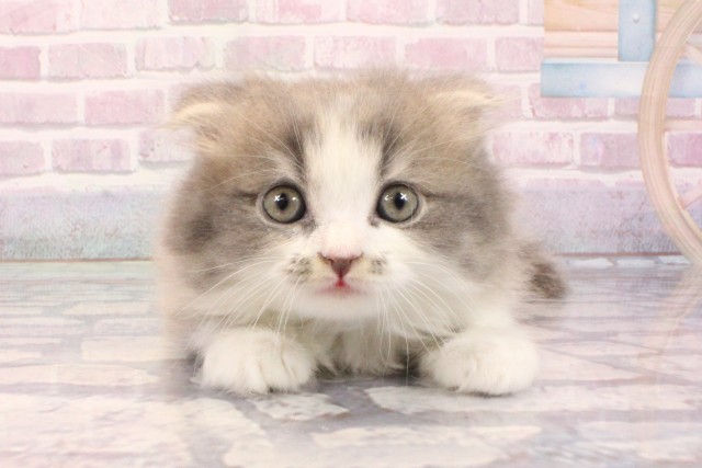 大阪府のスコティッシュフォールド (Coo&RIKU茶屋町店/2025年9月3日生まれ/男の子/ブルータビーホワイト)の子猫