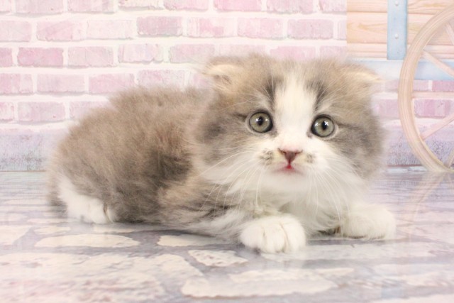 大阪府のスコティッシュフォールド (Coo&RIKU茶屋町店/2025年9月3日生まれ/男の子/ブルータビーホワイト)の子猫の2枚目の画像